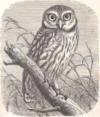 Little Owl